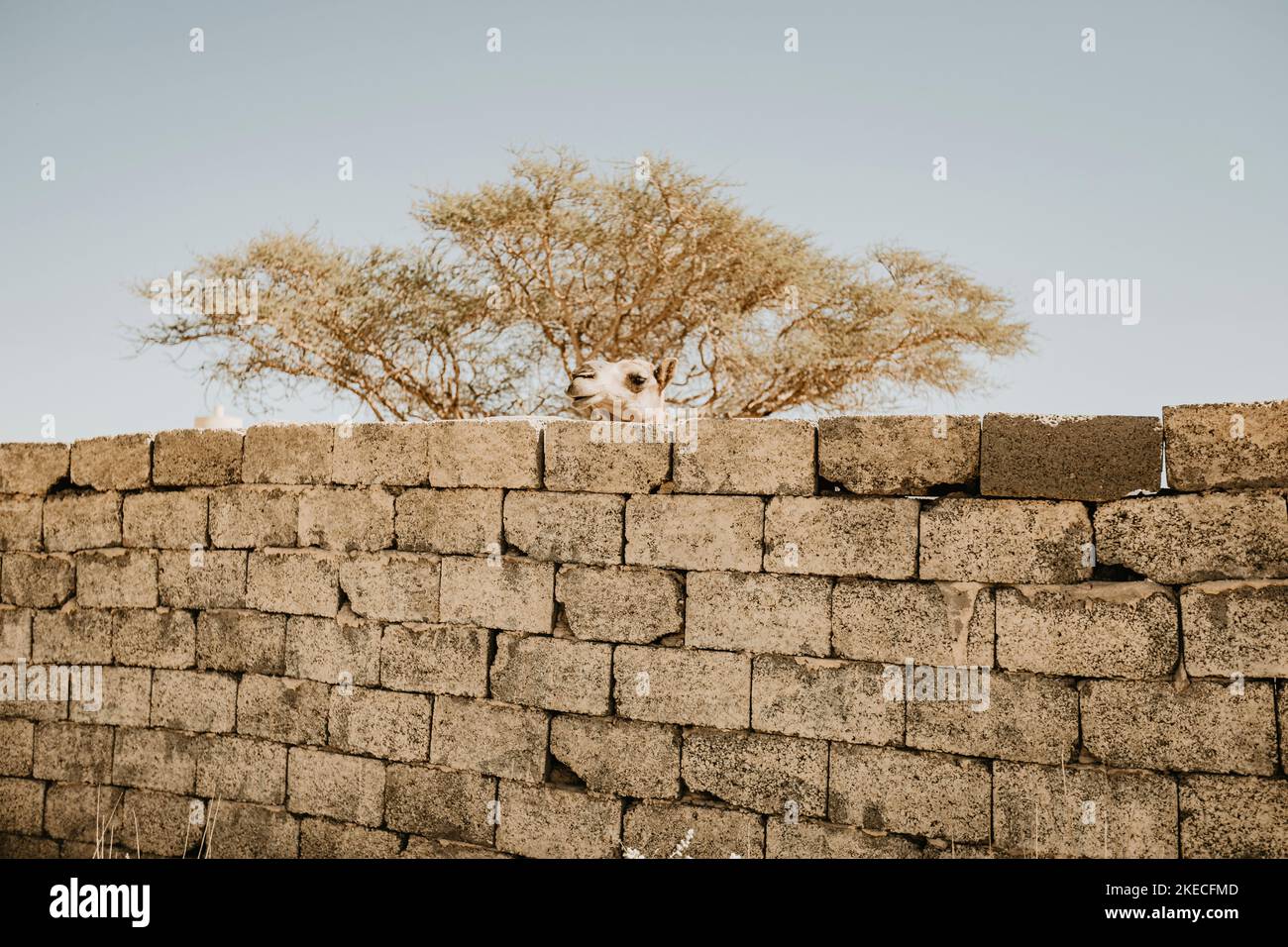 Saudi-Arabien, Provinz Najran, Najran, Mauer, Kamel Stockfoto