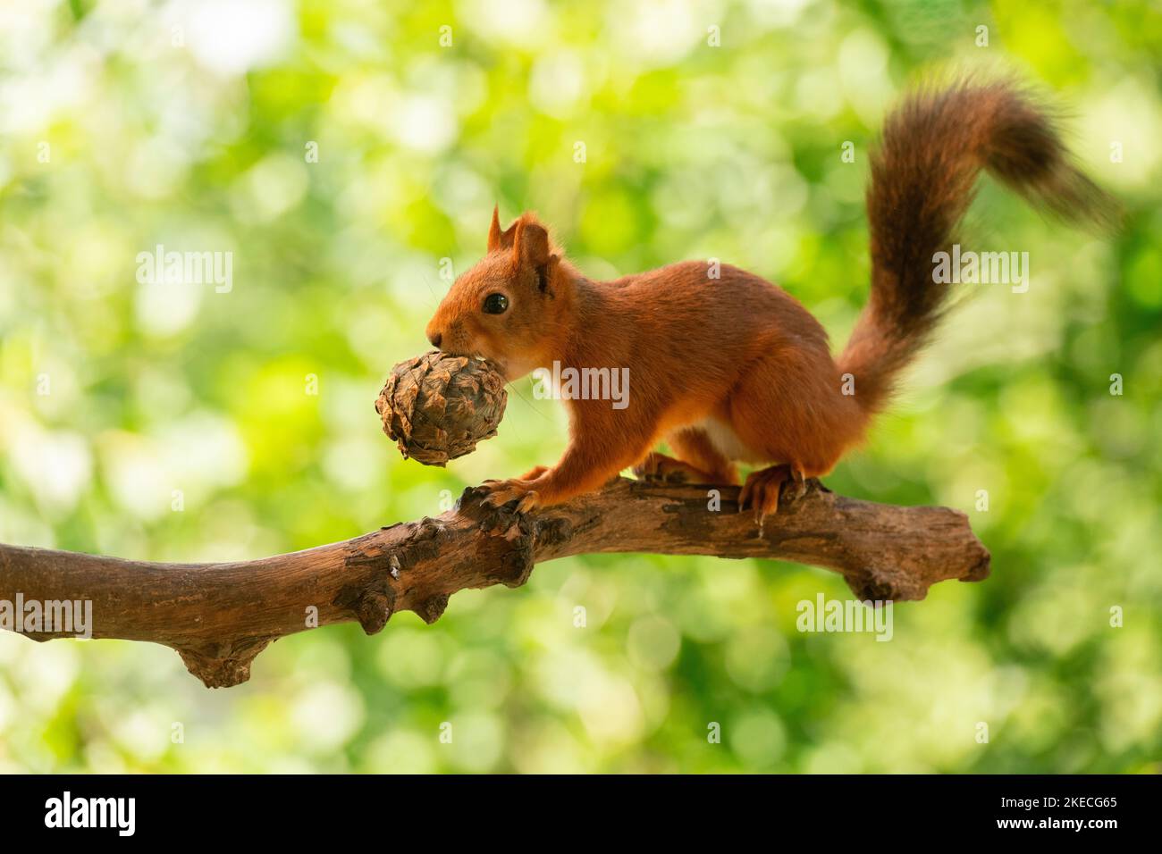 Rotes Eichhörnchen auf einem Ast mit einem Nadelkrone Stockfoto