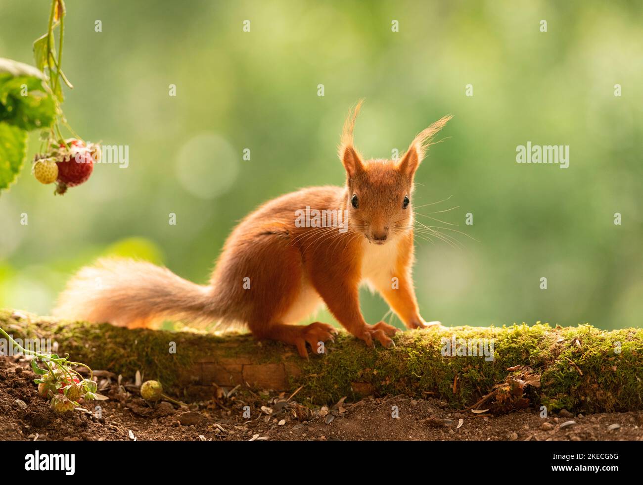 Junges rotes Eichhörnchen aus nächster Nähe auf Moos Stockfoto