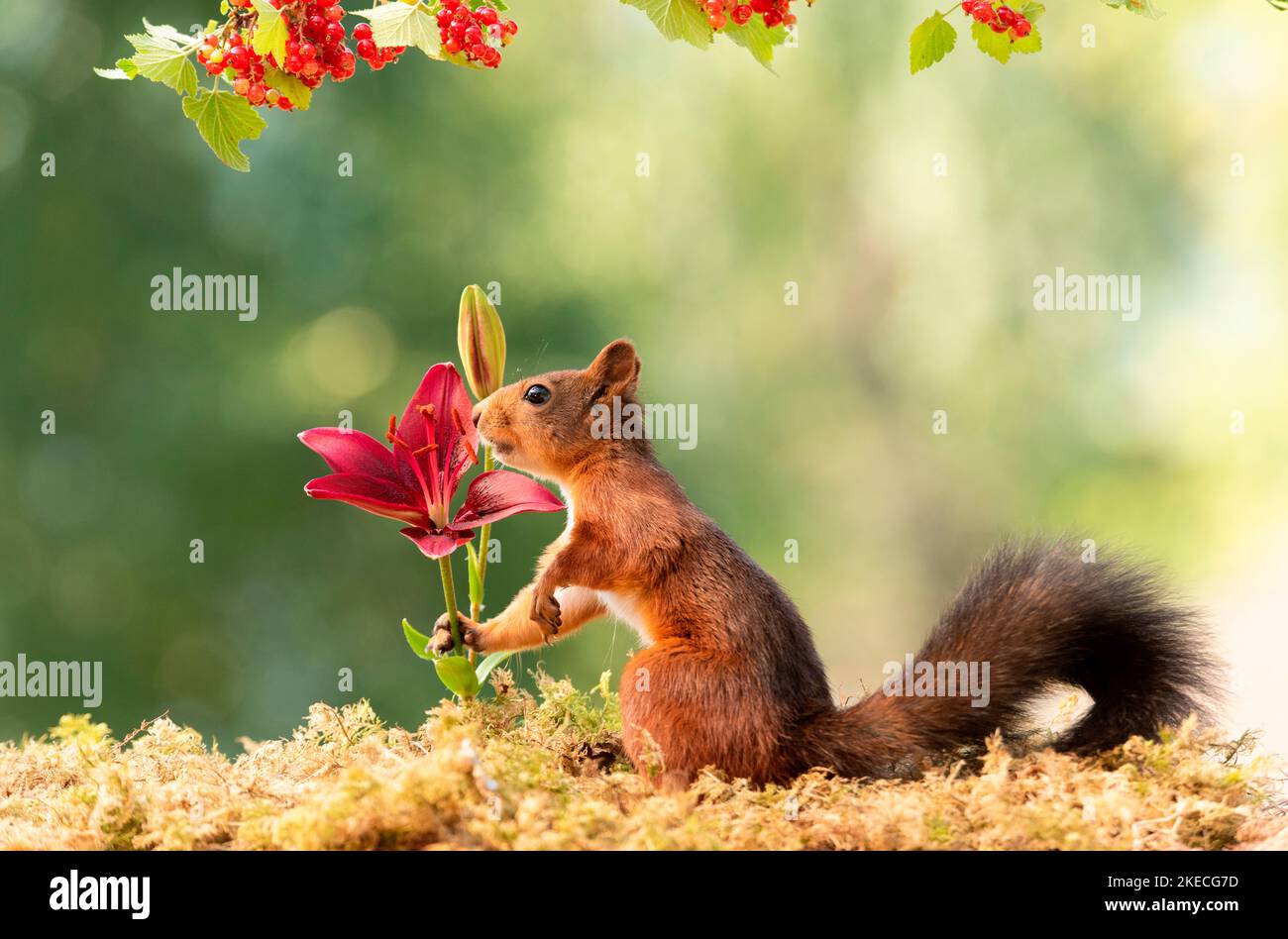 Rotes Eichhörnchen steht mit Zweigen mit roter Johannisbeere und Lilie Stockfoto