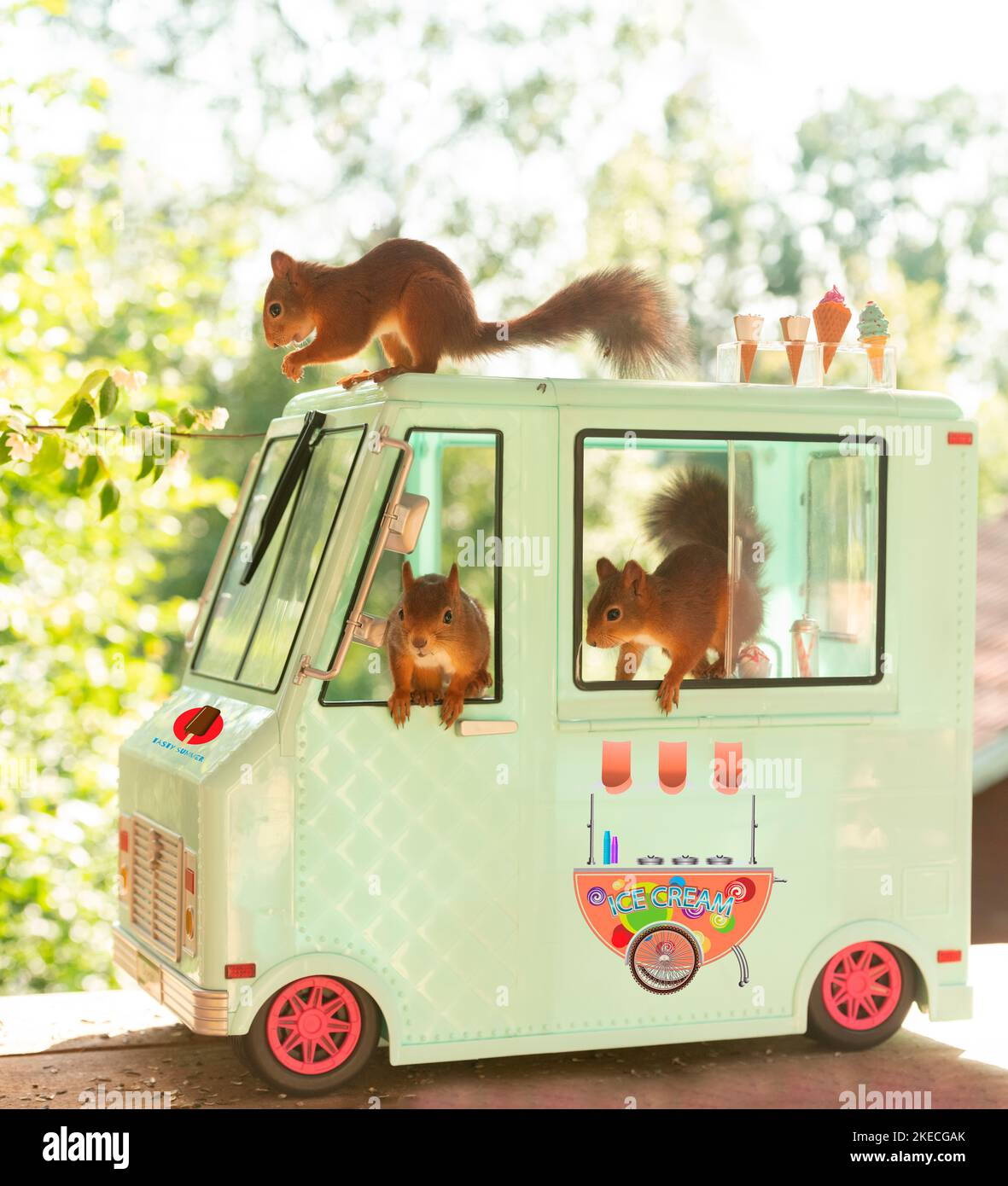 Rotes Eichhörnchen mit einem Eiswagen Stockfoto