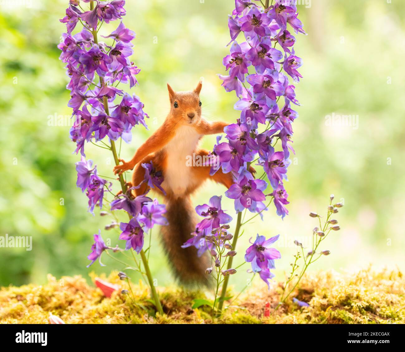 Rotes Eichhörnchen steht zwischen Delphinium-Blüten Stockfoto
