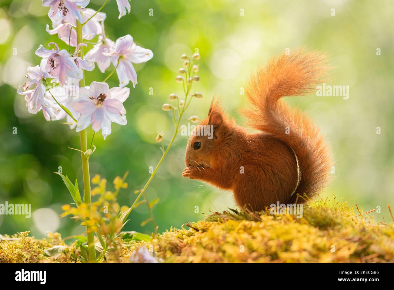Zwischen Delphinium-Blüten steht ein junges rotes Eichhörnchen Stockfoto