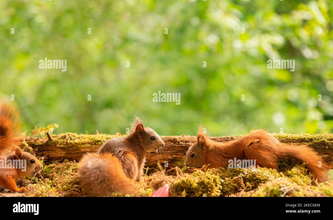 Junge rote Eichhörnchen auf Moos mit einem Baum Stockfoto