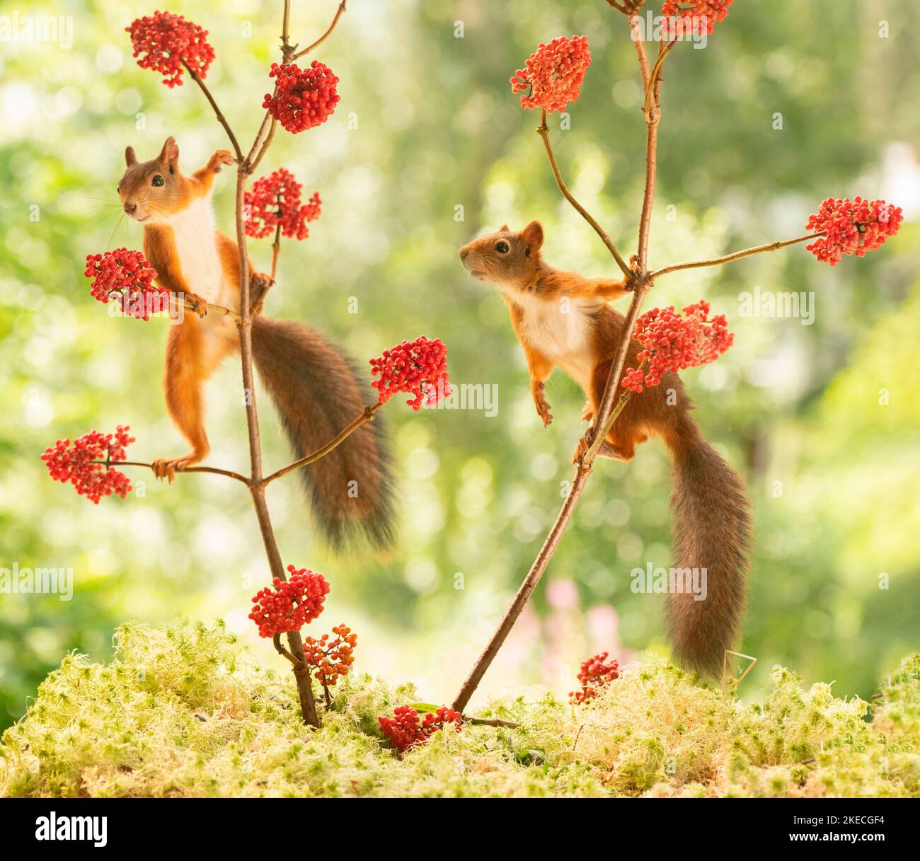 Rote Eichhörnchen stehen auf Holunderzweigen Stockfoto
