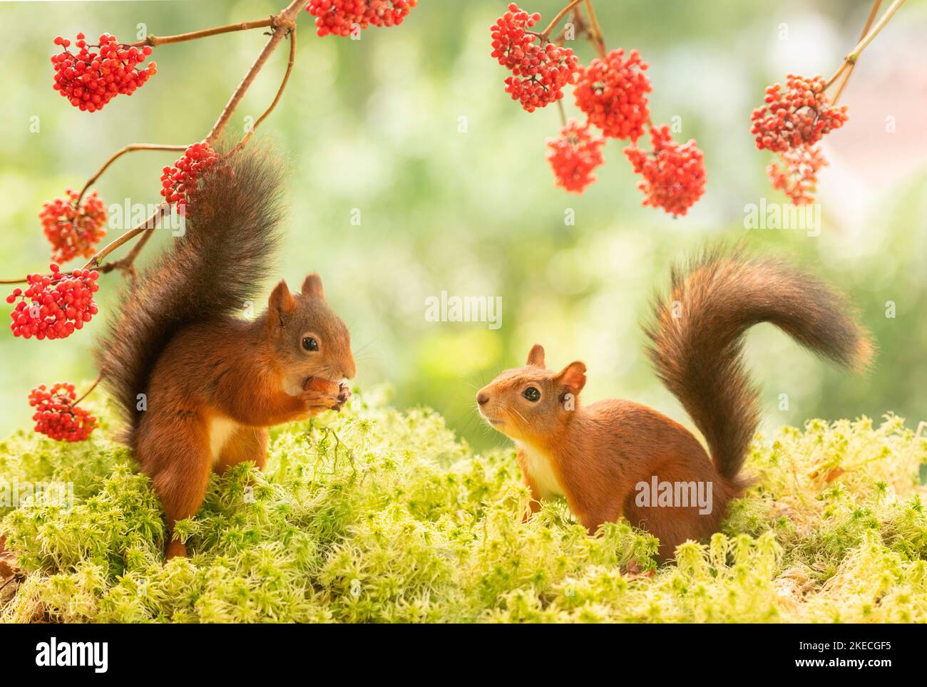 Rote Eichhörnchen stehen unter Holunderzweigen Stockfoto