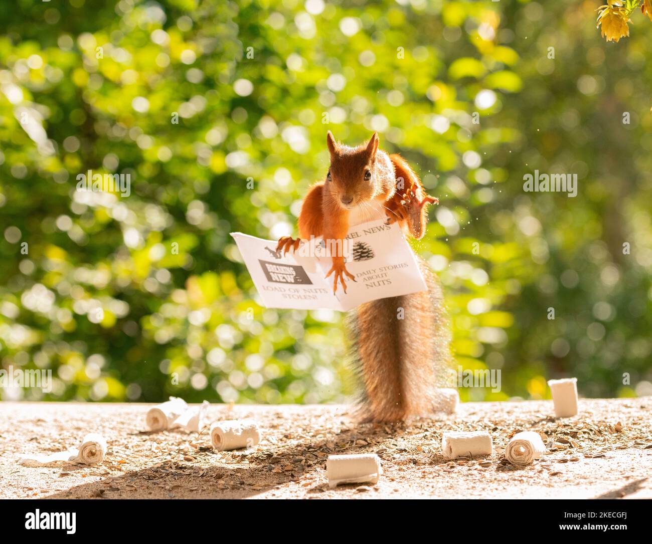 Rotes Eichhörnchen mit einer Zeitung Stockfoto