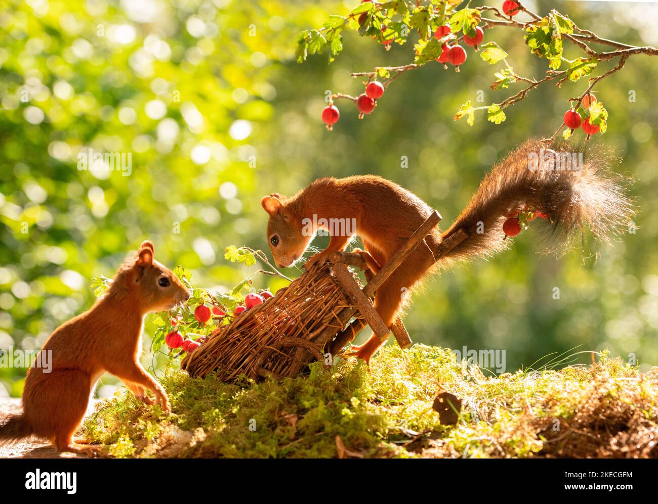 Rote Eichhörnchen mit Stachelbeerzweigen Stockfoto