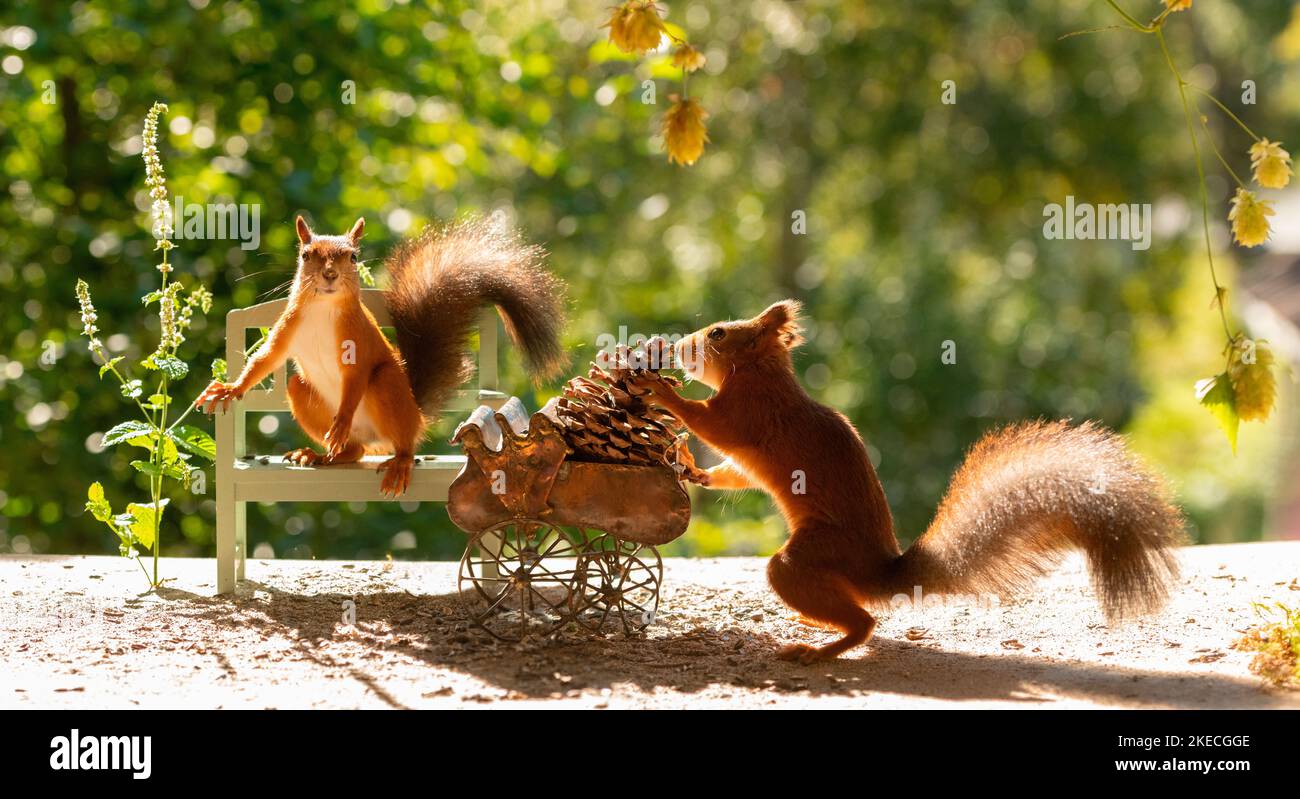Rote Eichhörnchen stehen mit einem Kinderwagen Stockfoto