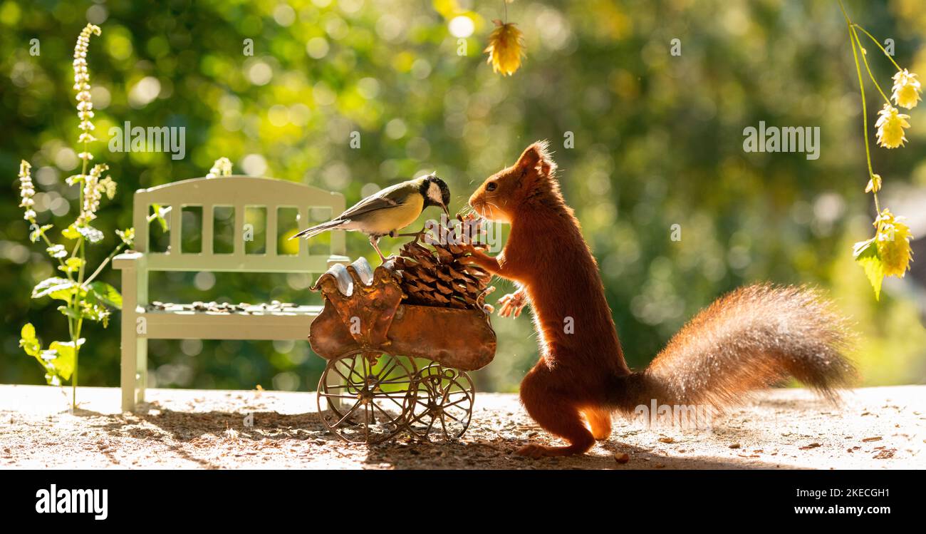 Rote Eichhörnchen mit Meise stehen mit einem Kinderwagen Stockfoto