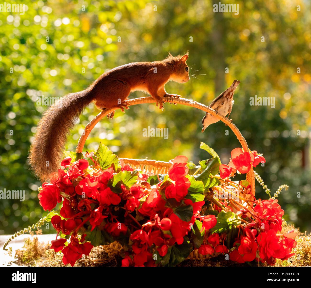 Rotes Eichhörnchen und Nuthatch mit Begonia evansiana Andrews Blumen und Korb Stockfoto