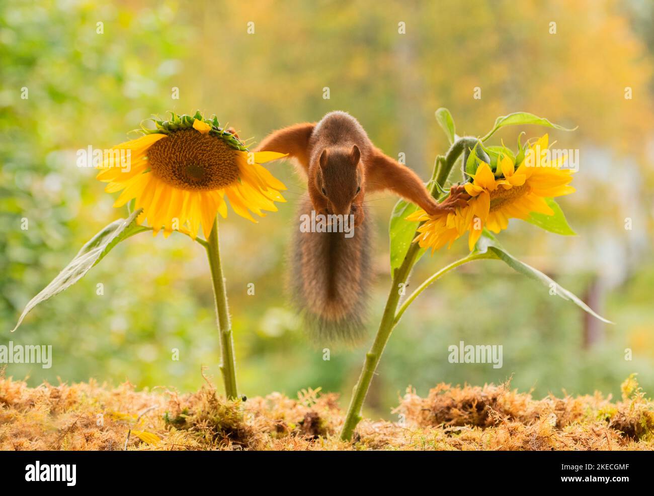 Rotes Eichhörnchen, das zwischen Sonnenblumen steht Stockfoto