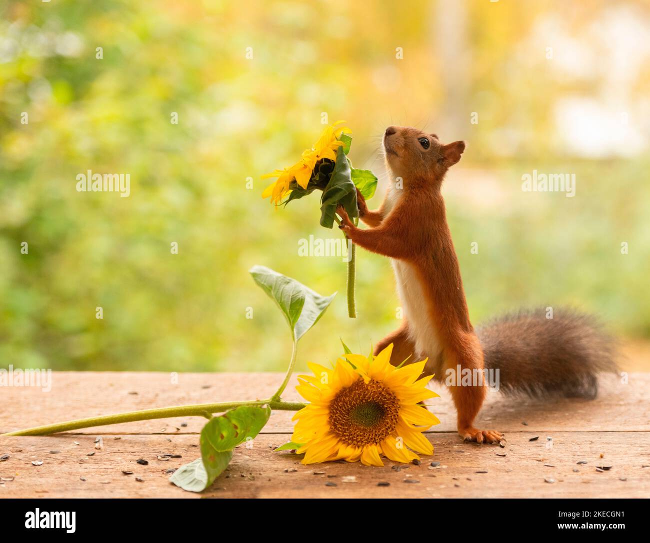 Eichhörnchen hält eine Sonnenblume Stockfoto