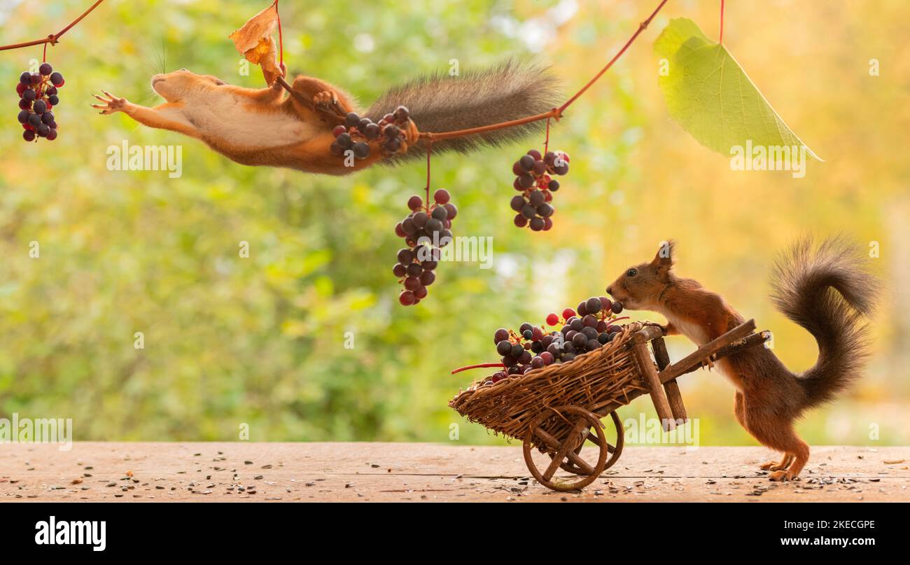 Rote Eichhörnchen mit Trauben und Schubkarre Stockfoto