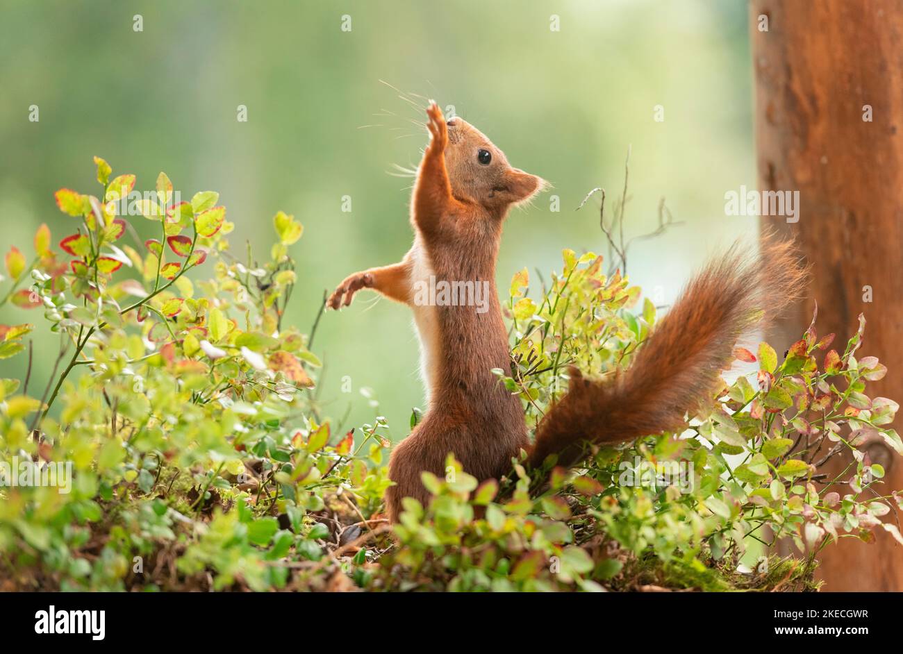 Rotes Eichhörnchen in Büschen versucht, etwas zu erreichen Stockfoto