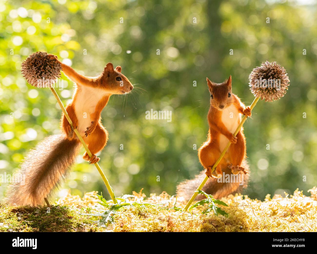 Rote Eichhörnchen zwischen Kugeldistel Blüten Stockfoto
