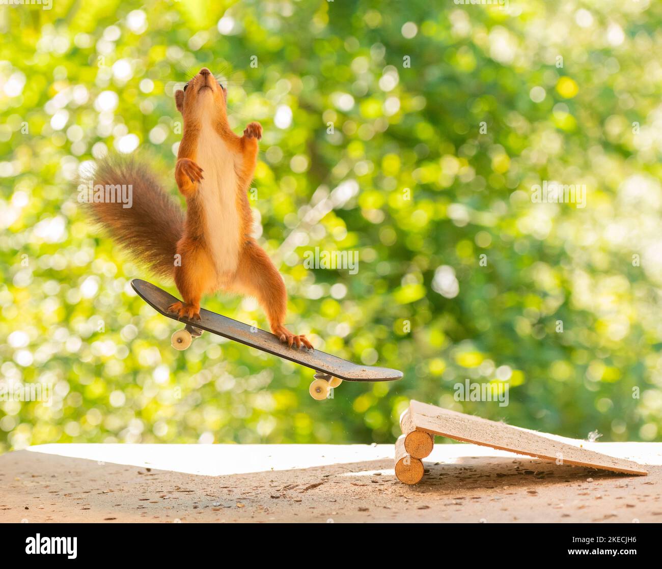 Rotes Eichhörnchen steht auf einem Skateboard und schaut nach oben Stockfoto