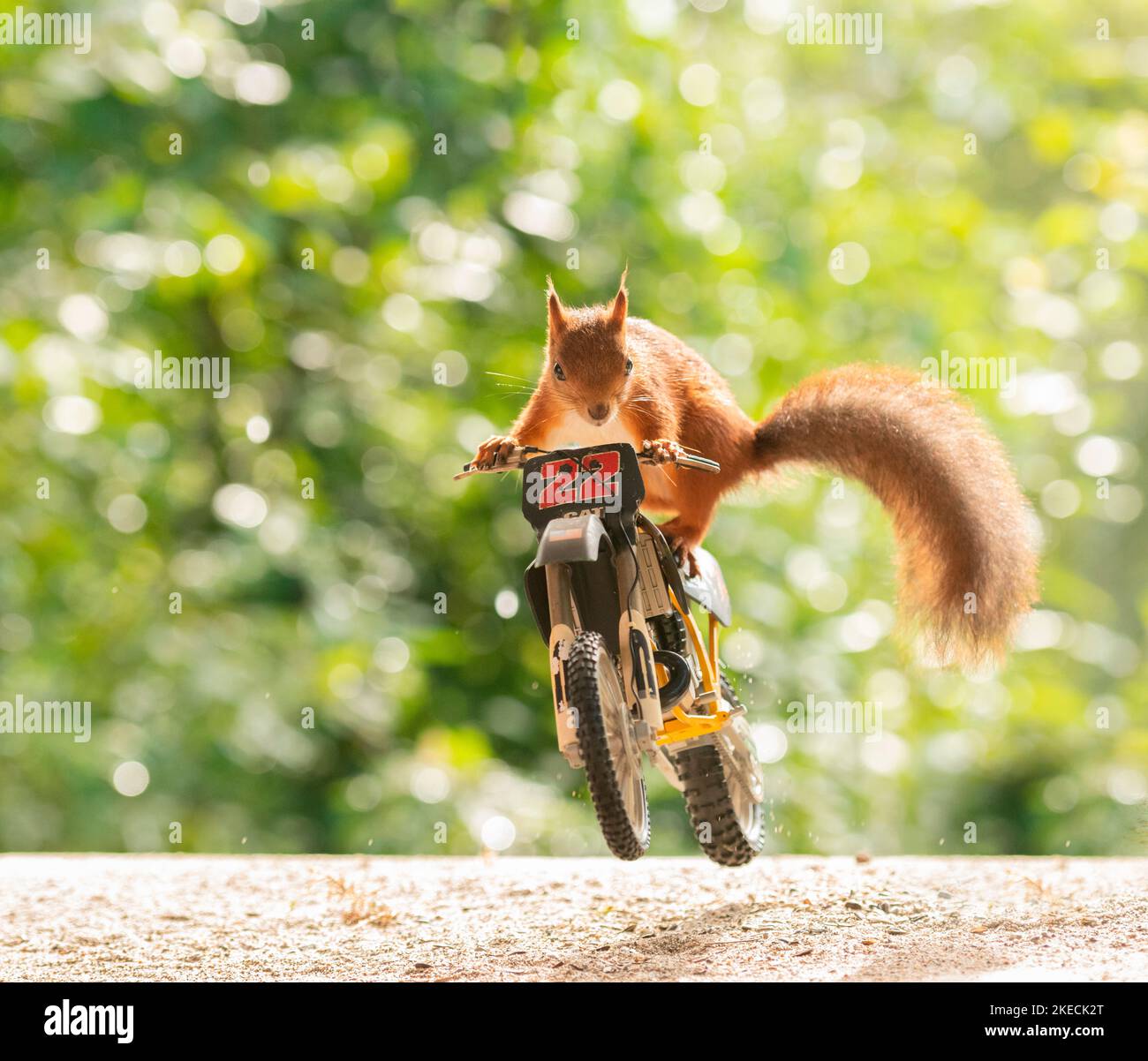 Rotes Eichhörnchen auf einem Motorzyklus Stockfoto