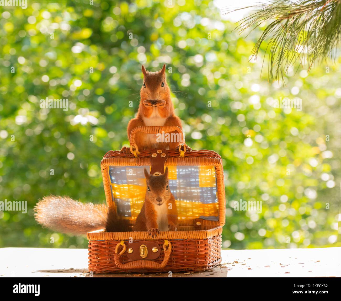 Rote Eichhörnchen sitzen in und auf einem Koffer Stockfoto