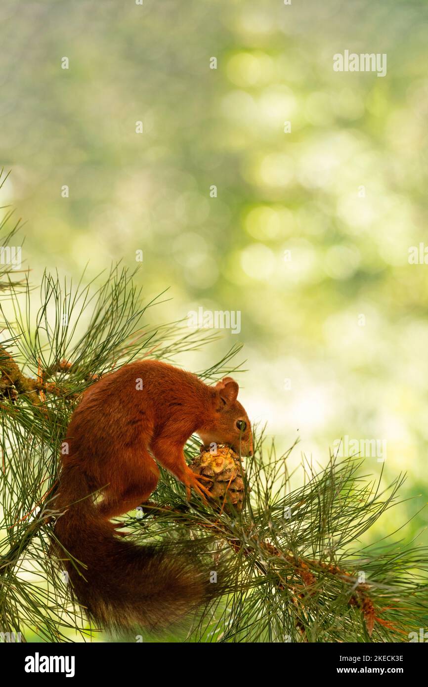Rote Eichhörnchen mit Pilzen und Baum Stockfoto
