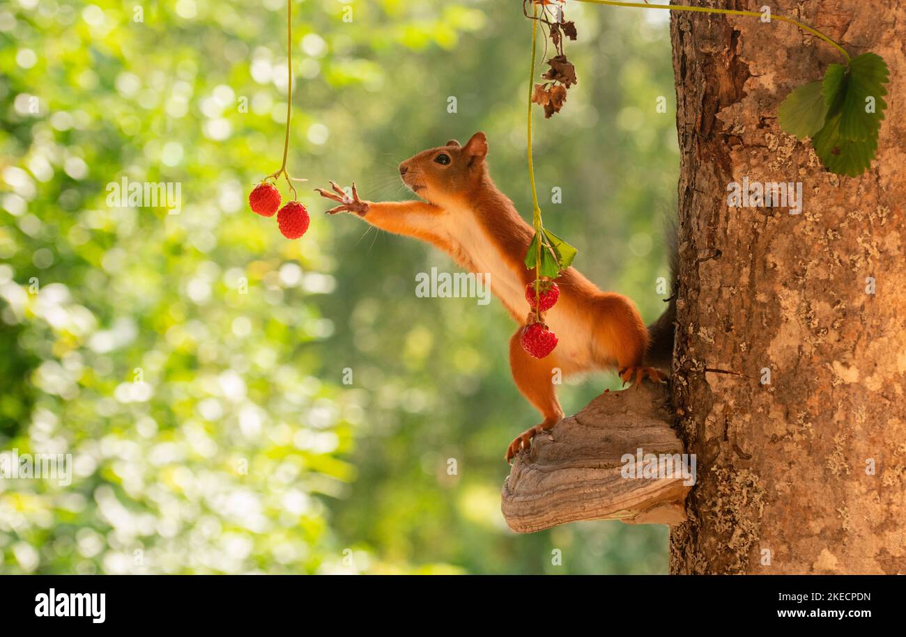 Rotes Eichhörnchen greift nach Erdbeeren Stockfoto