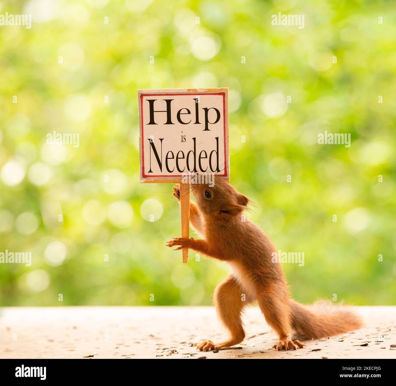 Rote Eichhörnchen mit Schilderhilfe ist nötig Stockfoto