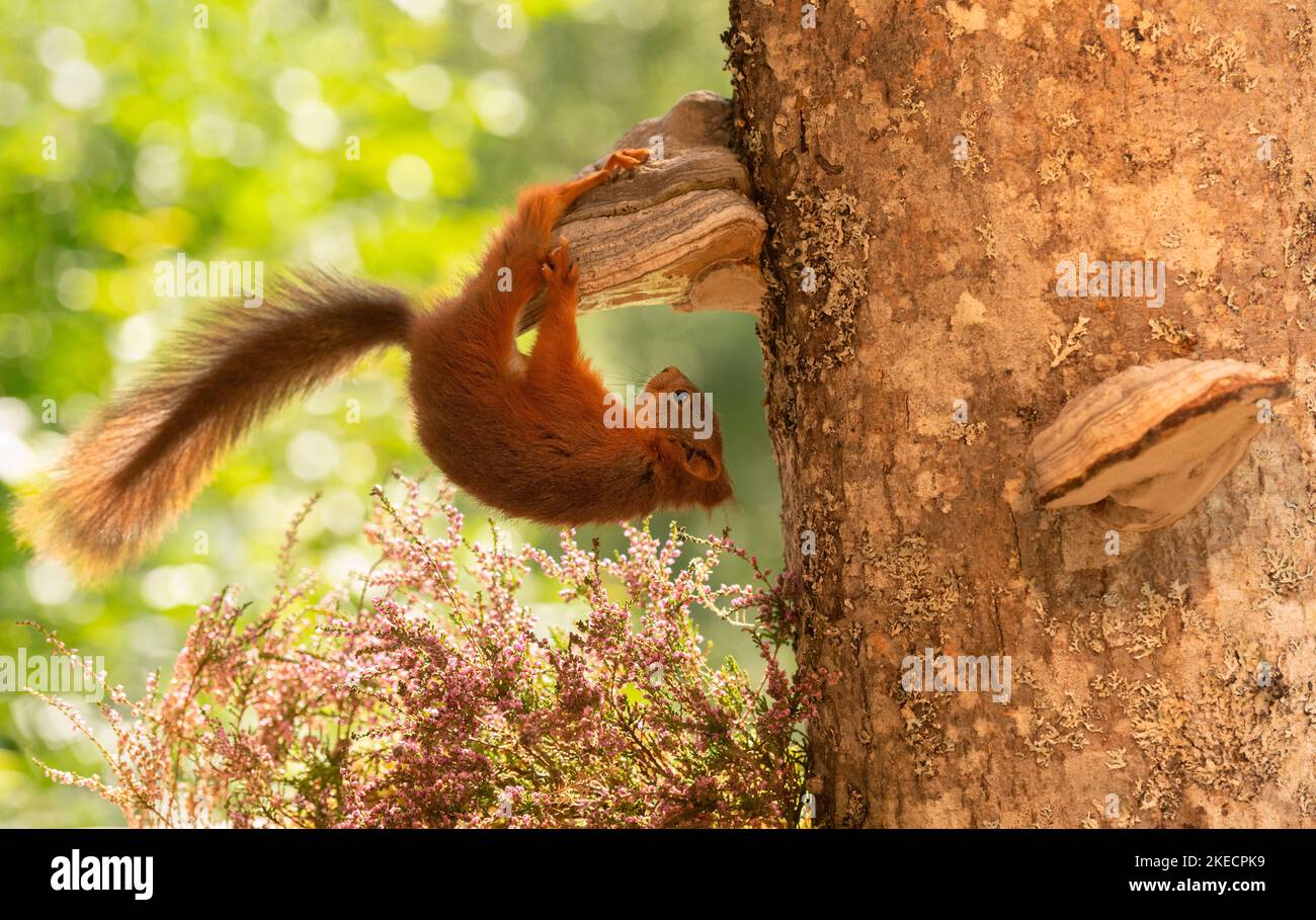 Red Squirrel hängt an einem Sumpf Stockfoto