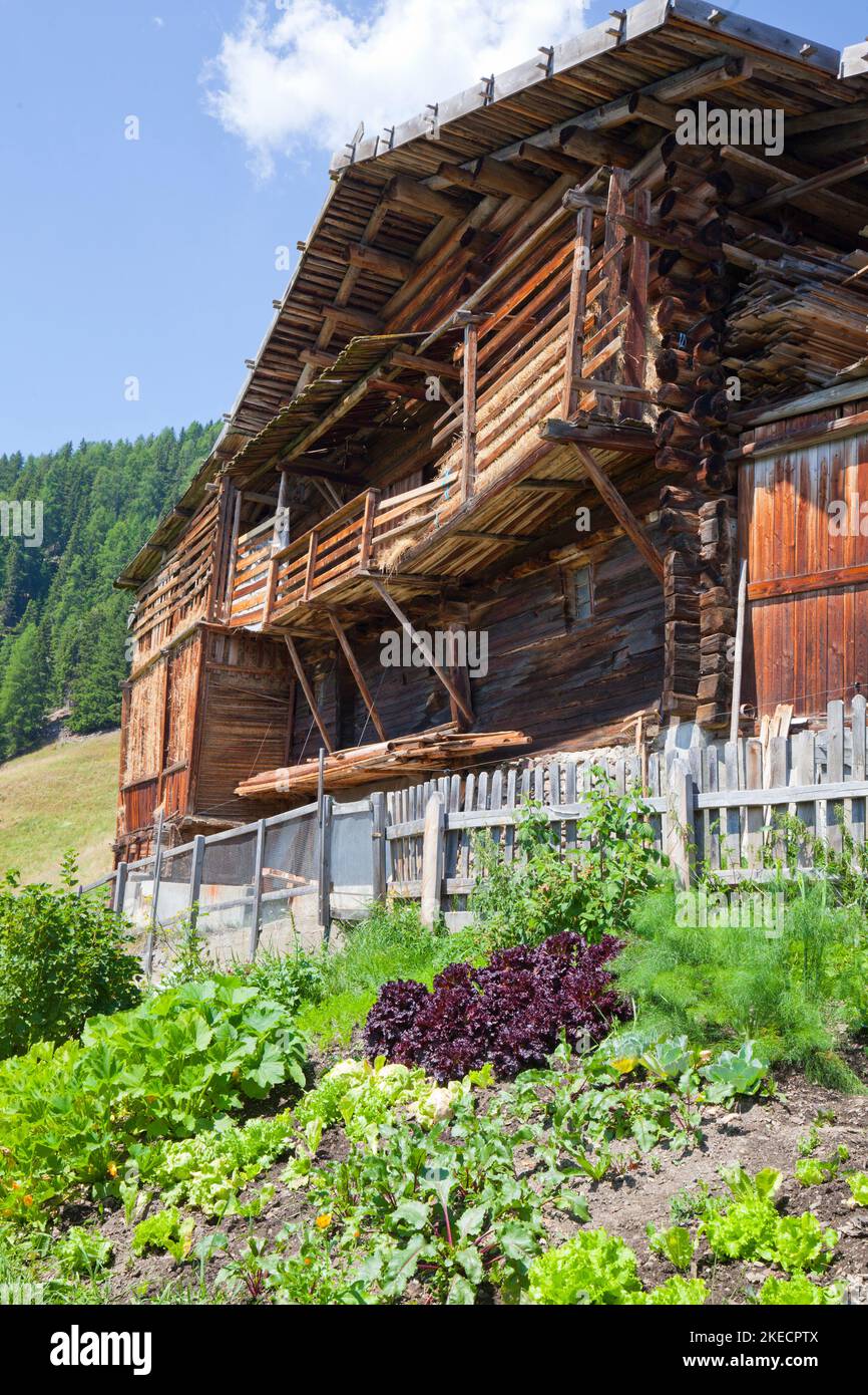 Gemüsegarten vor dem Stall eines Berghofs im Südtiroler Ultental Stockfoto