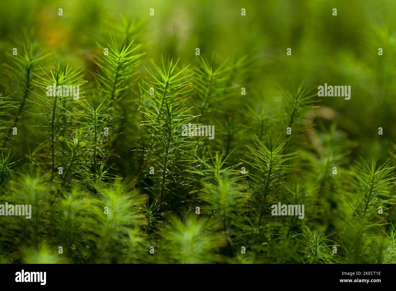 Strahlend grüne Blattsterne des Widerton Moos (Polytrichum), Frankreich, der Region Grand Est, den Vogesen, dem Regionalen Naturpark Ballons des Vosges Stockfoto