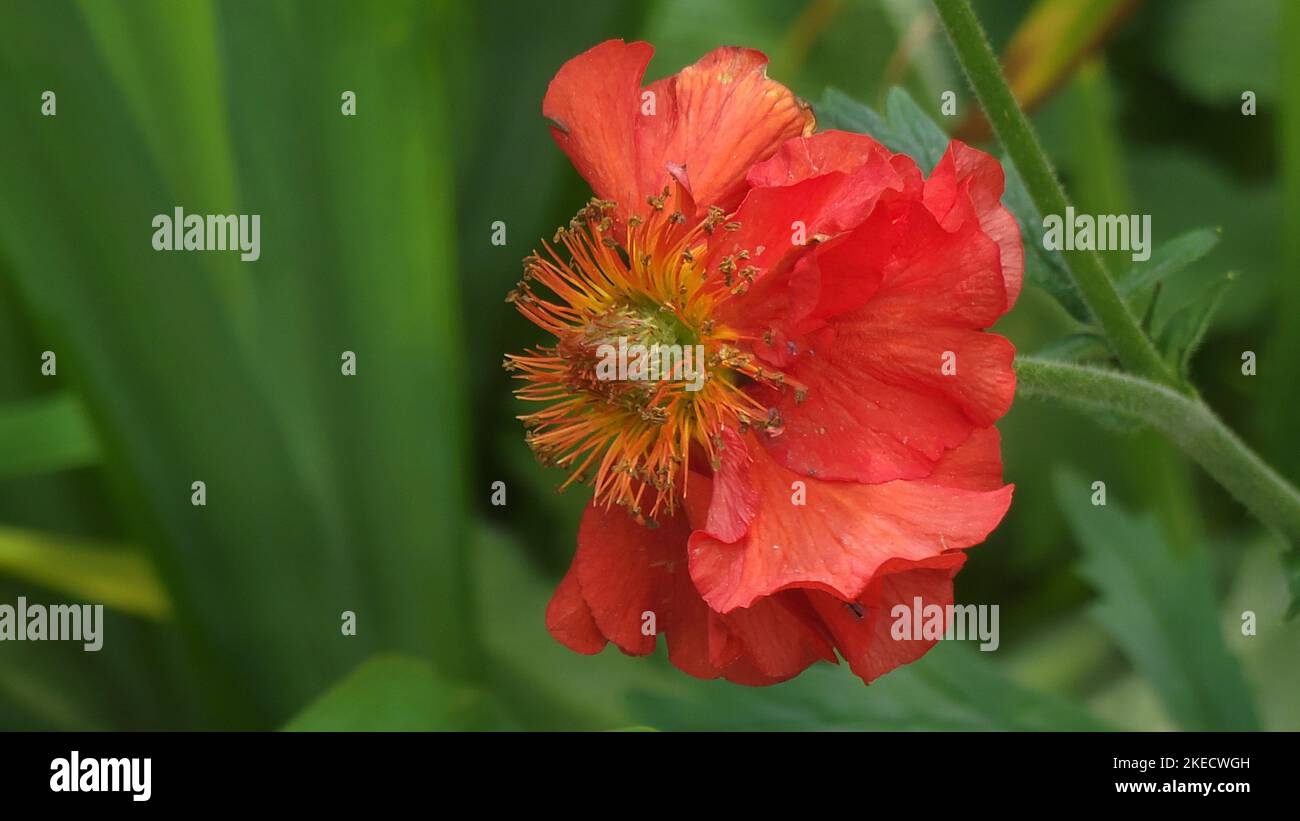 Ein selektiver Fokus einer einzelnen scharlachroten Avensblüte (Geum quellyon) Stockfoto