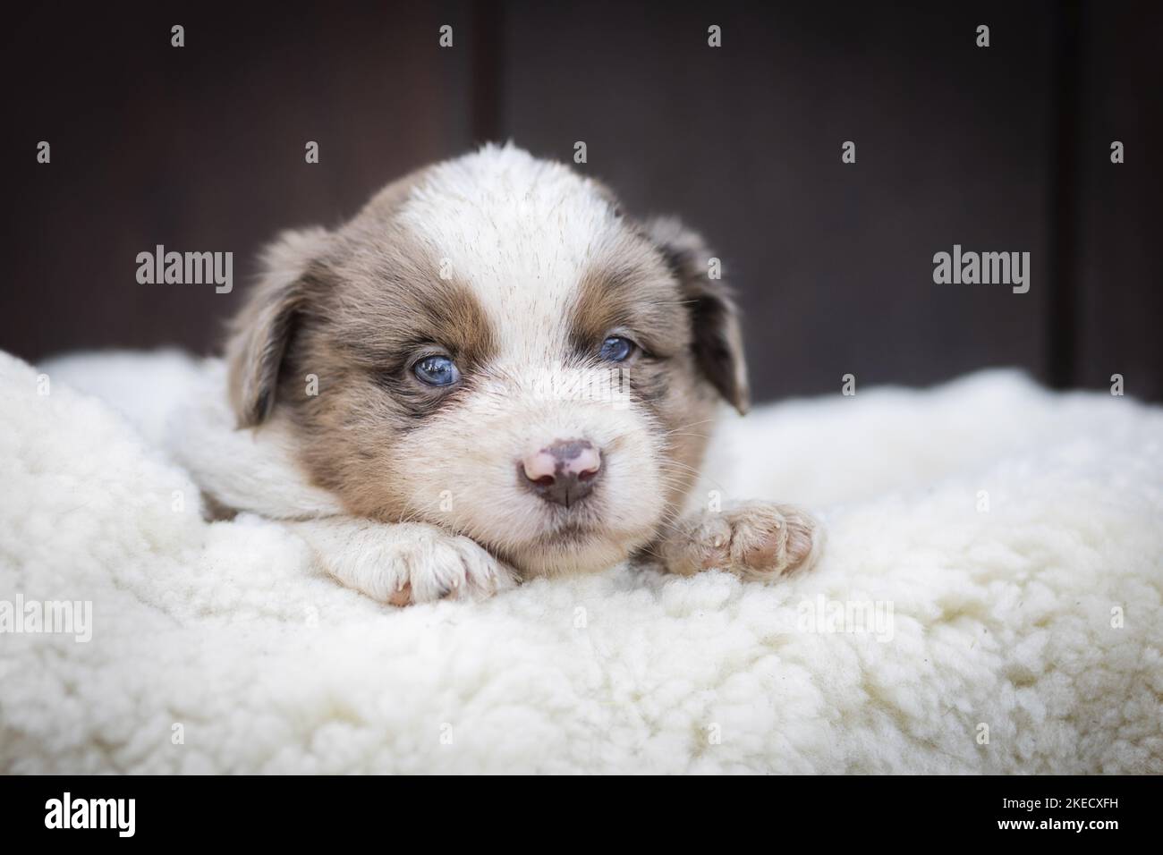 Miniatur Australian Shepherd Puppy auf Schaffell Stockfoto