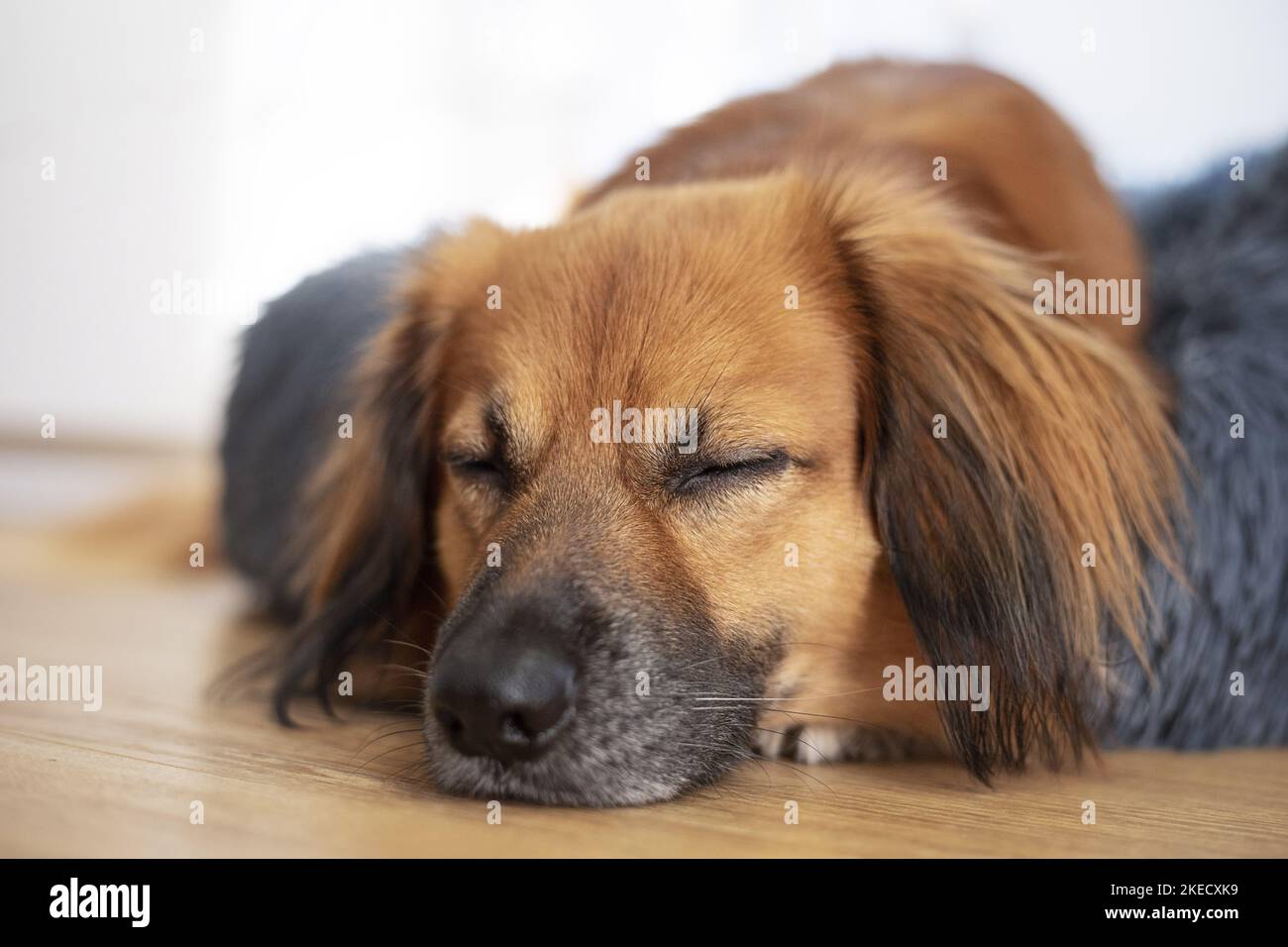 Liegen Nova-Scotia-Duck-Tolling-Retriever-Mongrel Stockfoto