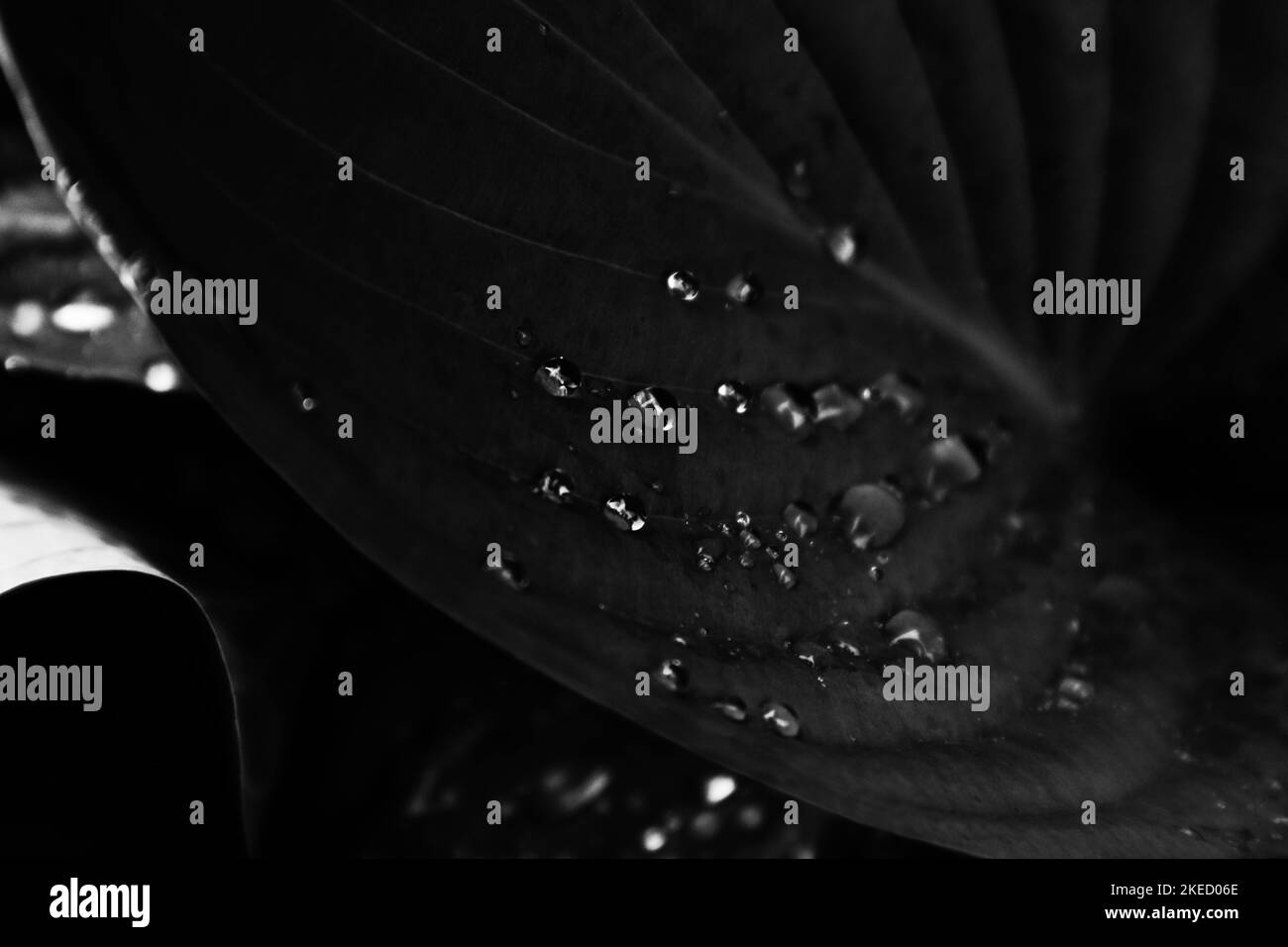 Hosta Pflanzen in schwarz und weiß nach Regen. Stockfoto
