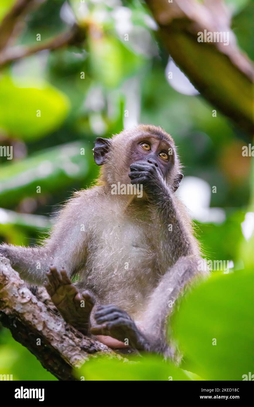 Kleiner Affe im Baum Stockfoto