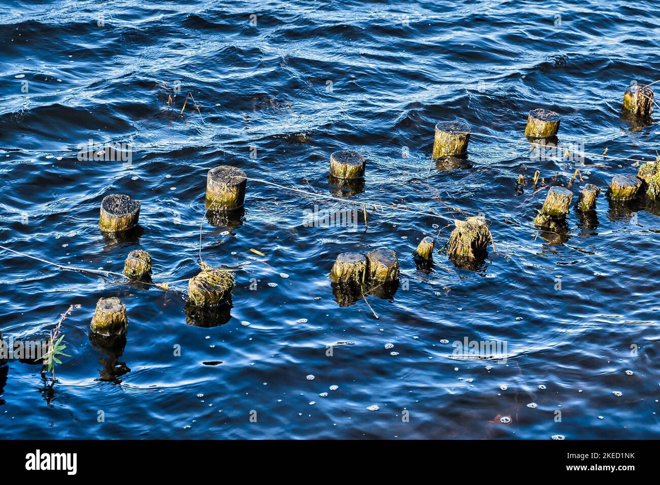 Alte, von Wasser abgenutzte Holzpfosten eines ehemaligen Damms entlang eines Kanals in den Niederlanden Stockfoto