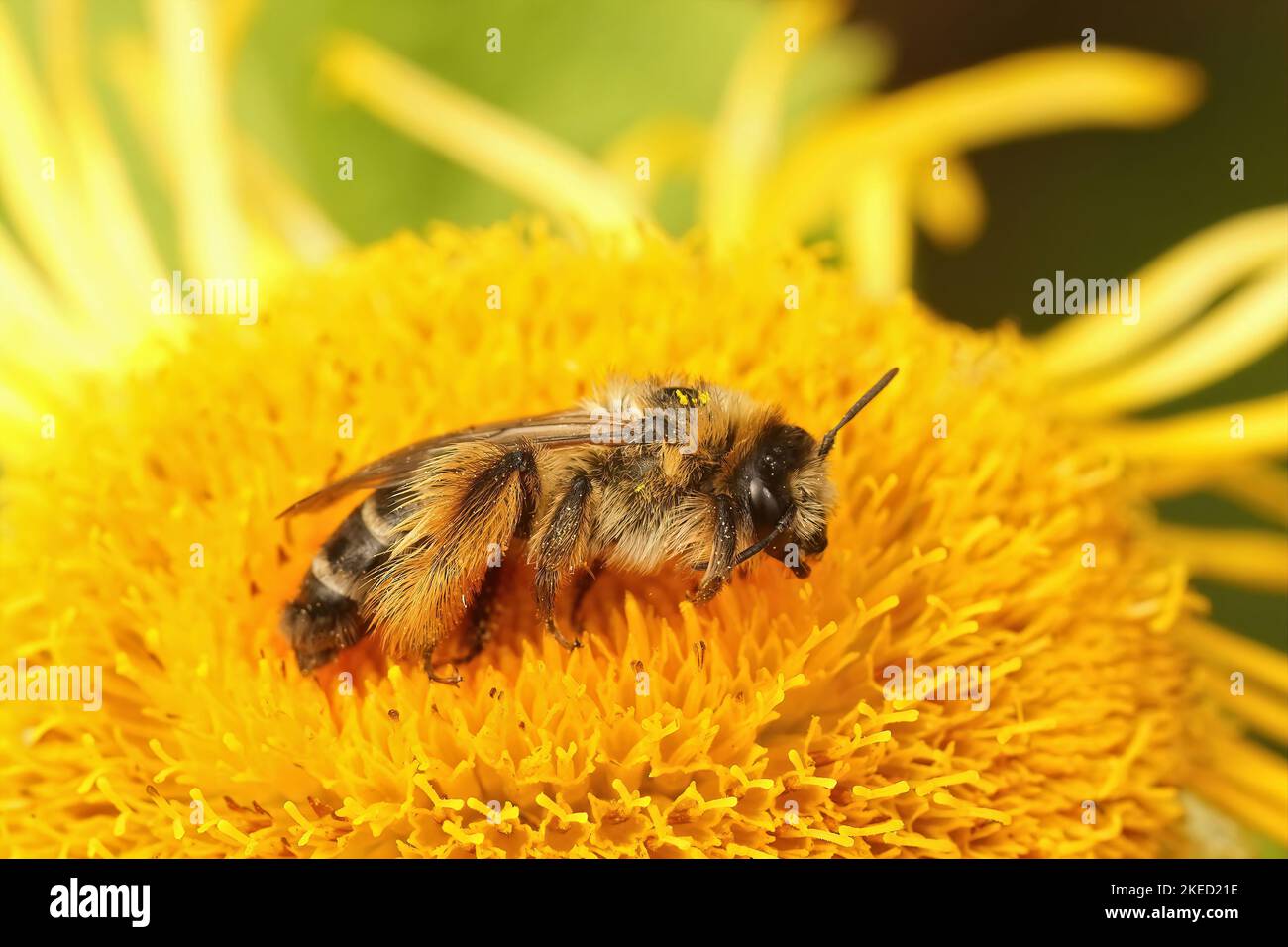 Eine Makroaufnahme einer männlichen Pantaloon-Biene auf einer Blume Stockfoto