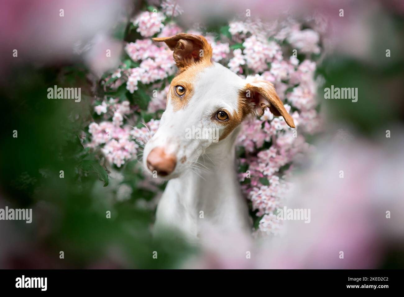 Podenco Ibicenco im Frühling Stockfoto