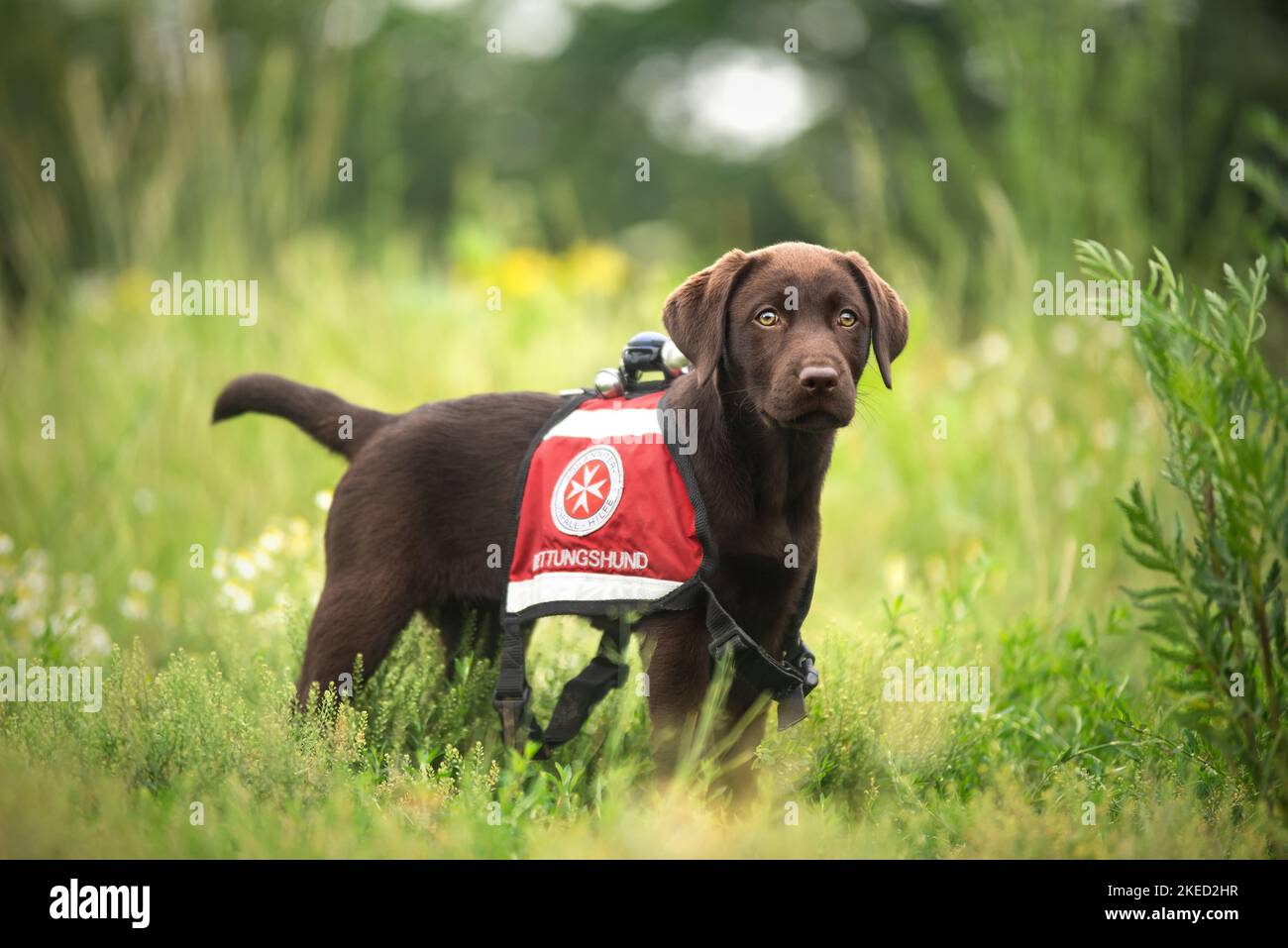 Labrador Retriever Welpen Stockfoto