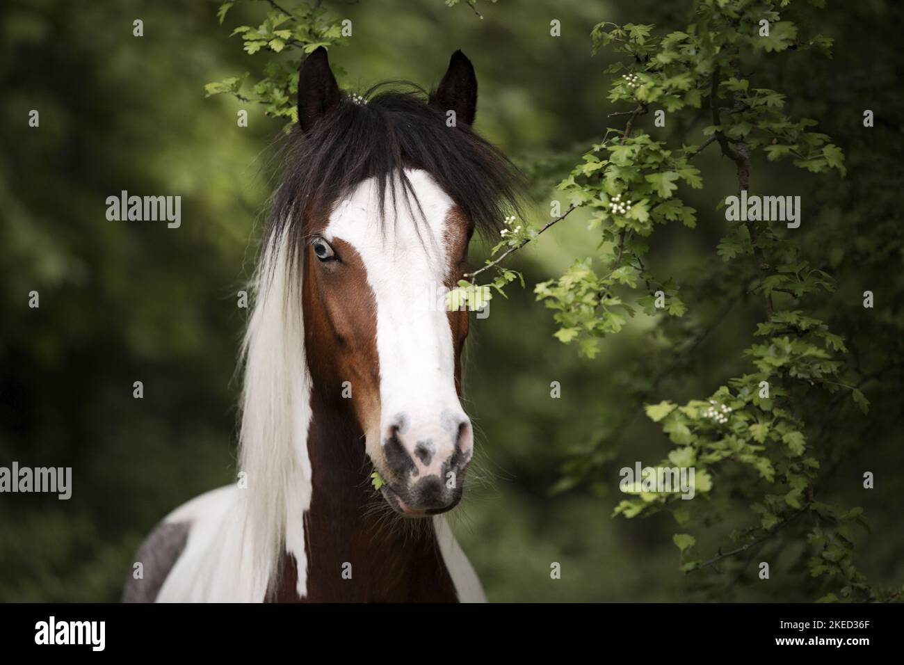 Deutsch-Reiten-Pony-Tinker-Mix Porträt Stockfoto
