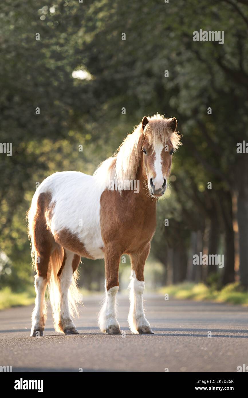 Stehendes Shetland-Pony Stockfoto