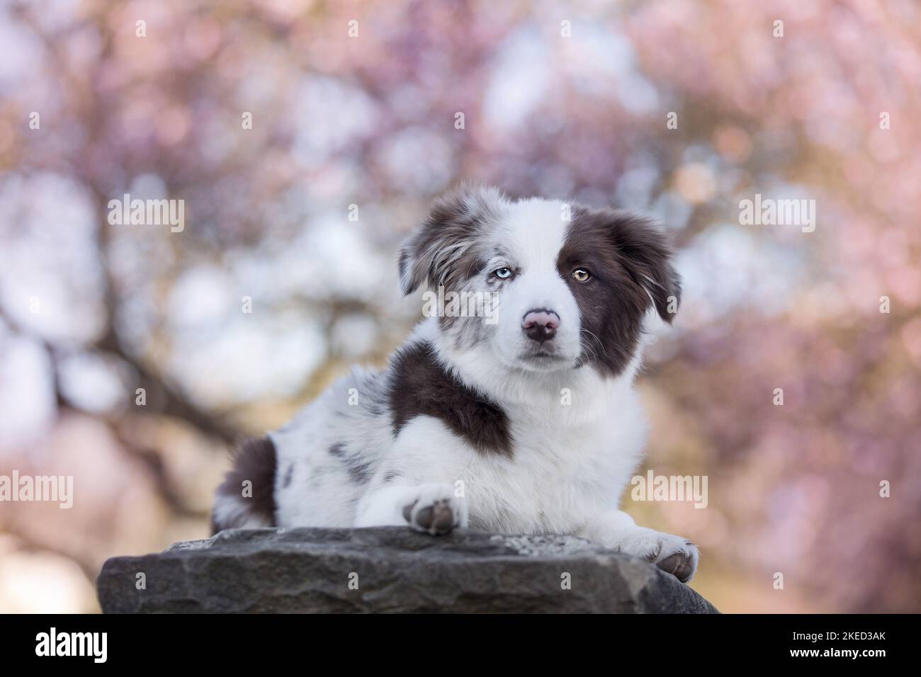 Border Collie im Frühling Stockfoto