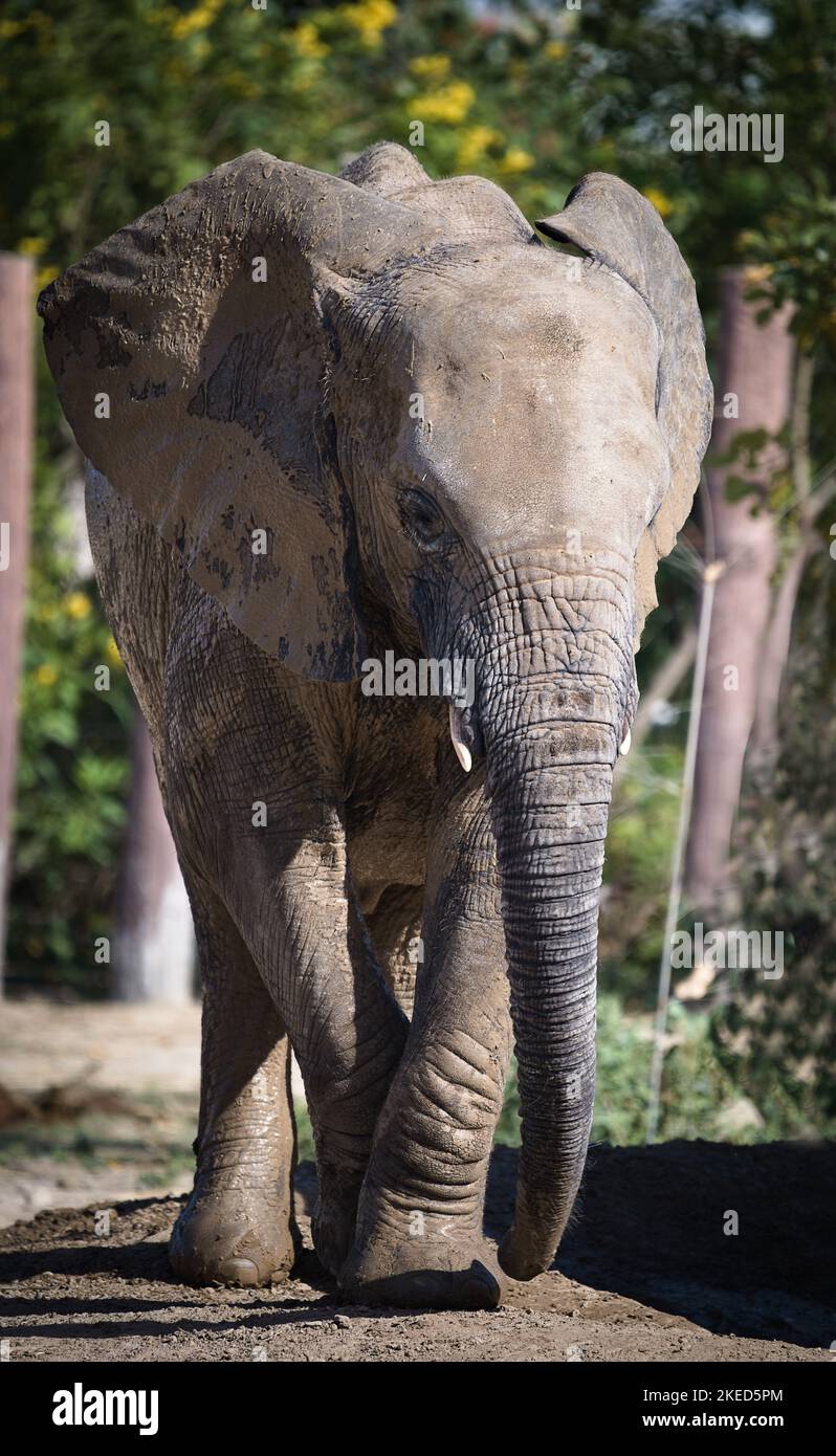 Eine vertikale Aufnahme eines großen grauen Elefanten (Loxodonta) auf dem unscharfen Hintergrund während des Tages Stockfoto