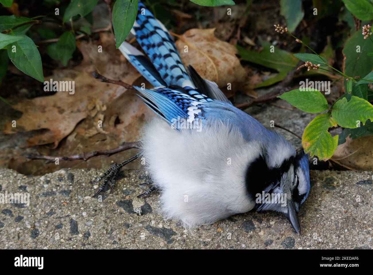 Ein toter blauer eichelhäher-Vogel, der friedlich auf dem Boden eines Stadtparks mit Laub im Hintergrund liegt Stockfoto