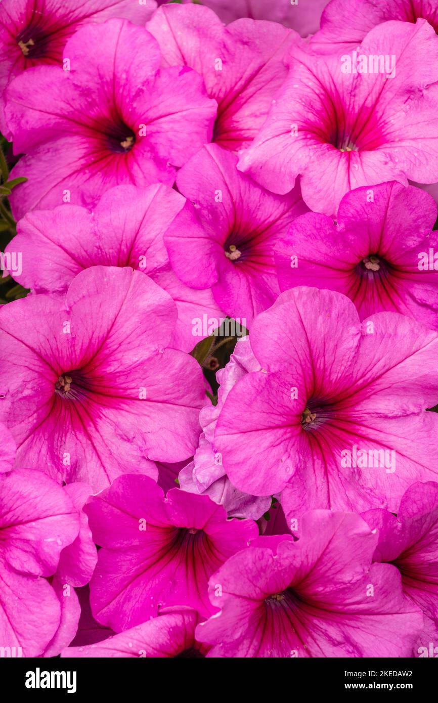 Garten Blumen, Greater Sudbury, Ontario, Kanada Stockfoto