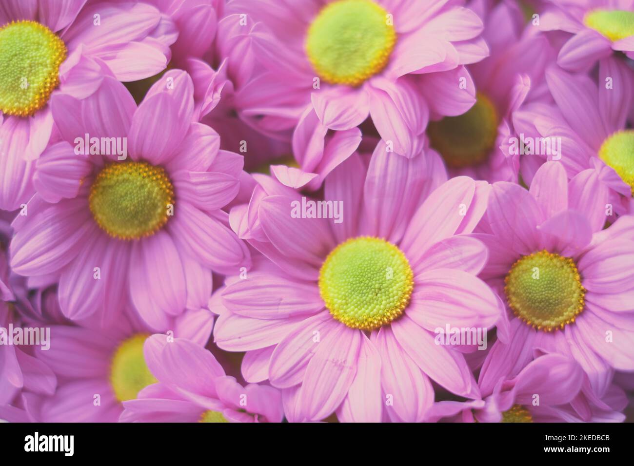 Blütenzusammensetzung aus rosa Hortensienblüten. Frühling, Sommer Vorlage für Ihre Projekte. Stockfoto