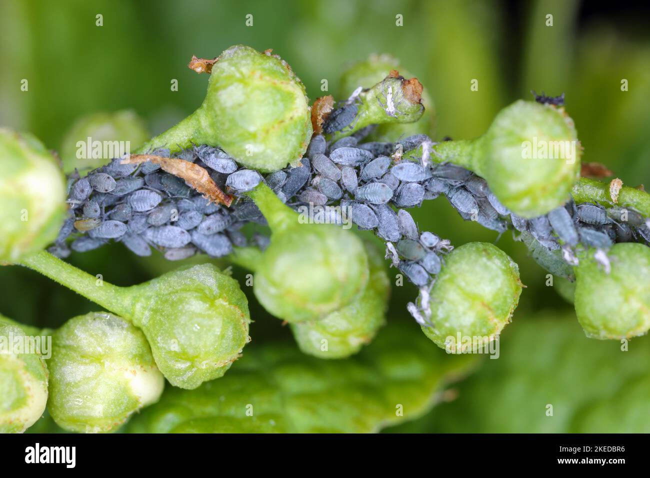 Junge Blattläuse der Vogelkirsche-Hafer-Blattlaus (Rhopalosiphum padi) nach dem Winterschlaf auf Knospen Vogelkirsche. Stockfoto