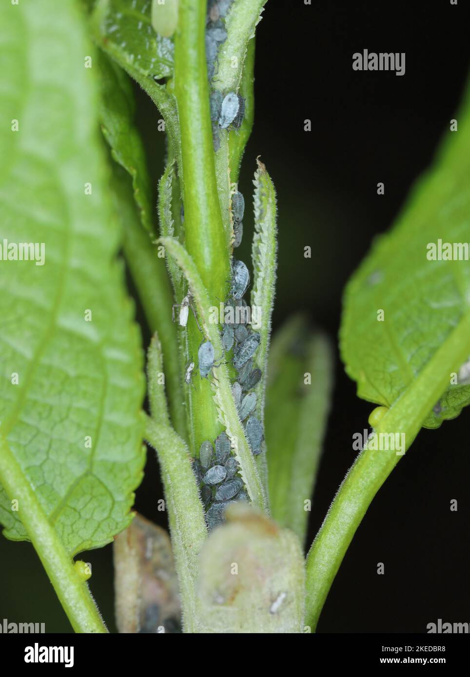 Junge Blattläuse der Vogelkirsche-Hafer-Blattlaus (Rhopalosiphum padi) nach dem Winterschlaf auf Knospen Vogelkirsche. Stockfoto