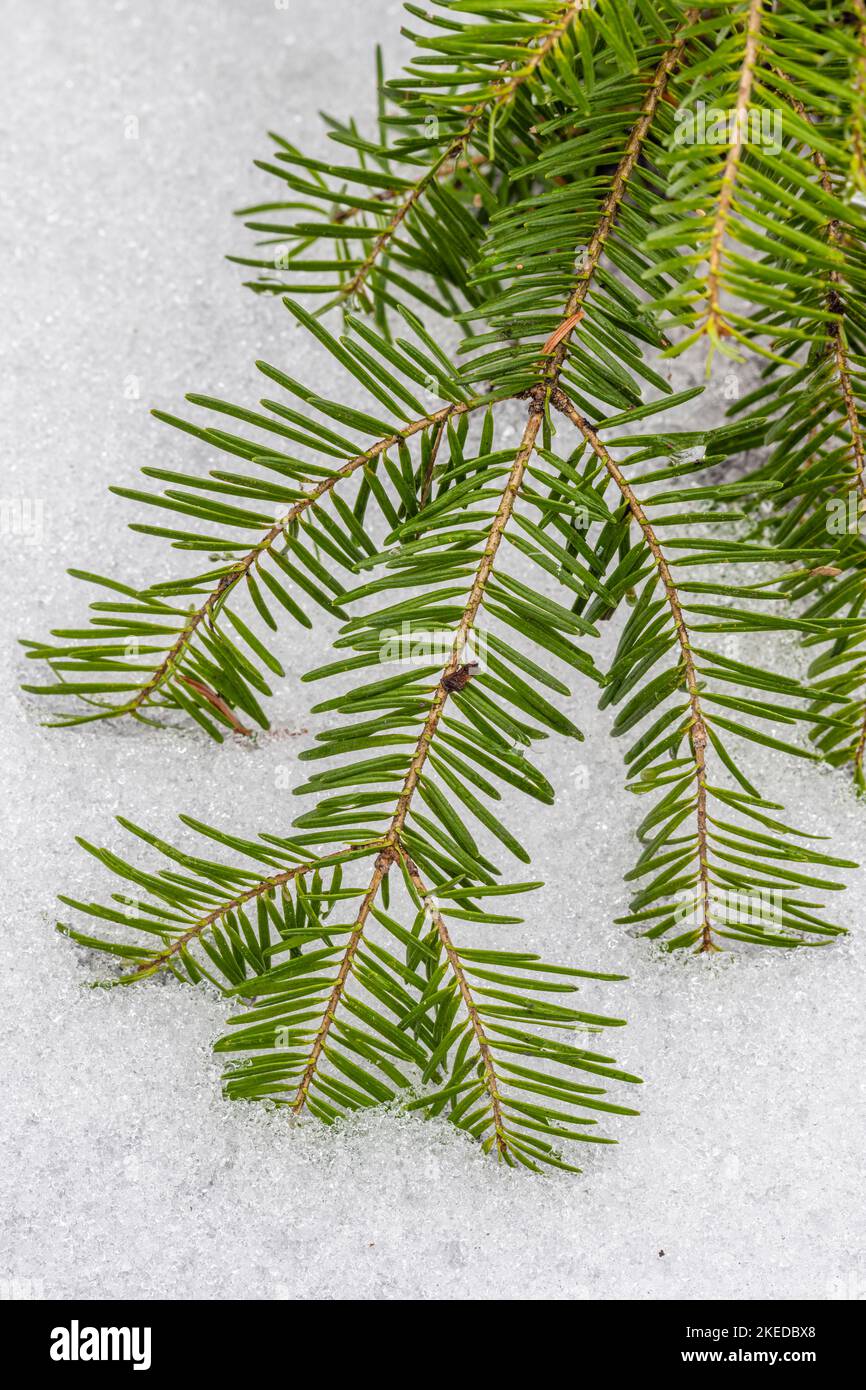 Balsamtanne (Abies balsamea) Bough and Needles and Spring Snow, Greater Sudbury, Ontario, Kanada Stockfoto