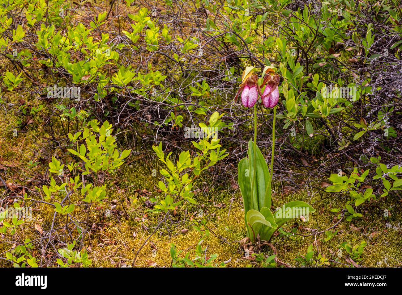 Blühende rosa Ladyslipper Orchid (Cypripedium acaule) , Killarney Provincial Park, Killarney, Ontario, Kanada Stockfoto