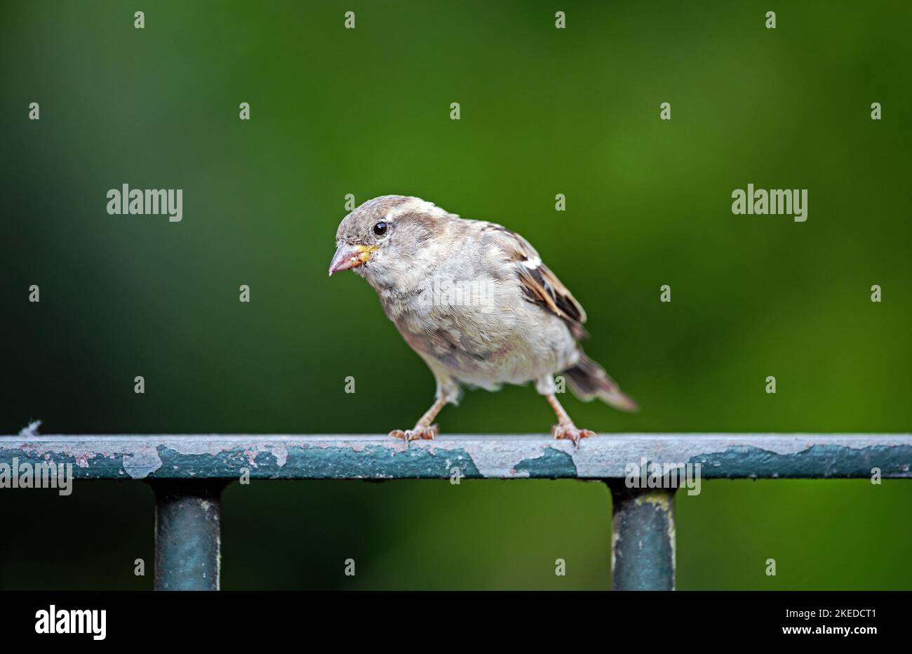 Female House Sparrow - Passer domesticus auf Eisengeländer Stockfoto